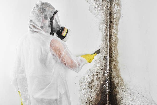 Professional Mold Remediation in Morrisonville, IL