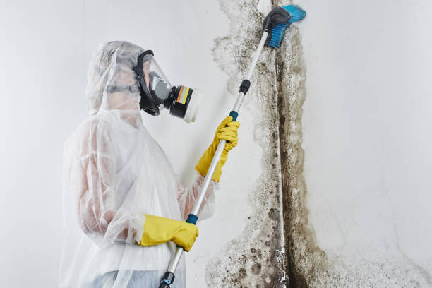 Best Emergency Mold Remediation in Morrisonvle, IL
