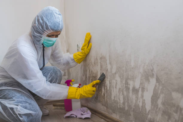 Best Crawl Space Mold Remediation in Morrisonvle, IL