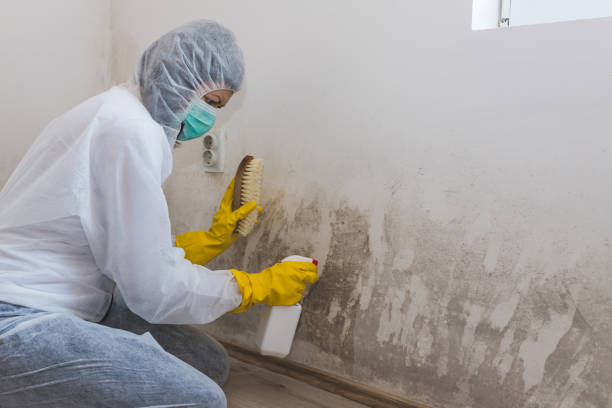 Best Basement Mold Remediation in Morrisonvle, IL
