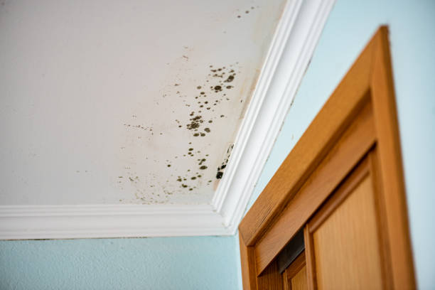 Best Insurance-Related Mold Remediation in Morrisonvle, IL