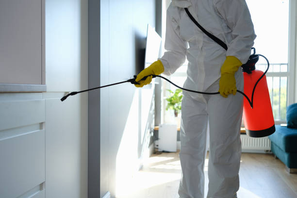 Best Mold Testing and Inspection Services in Morrisonvle, IL