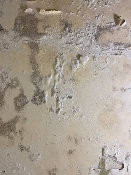 Best Residential Mold Remediation in Morrisonvle, IL