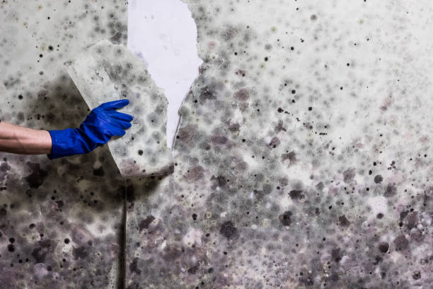 Best Kitchen Mold Remediation in Morrisonvle, IL