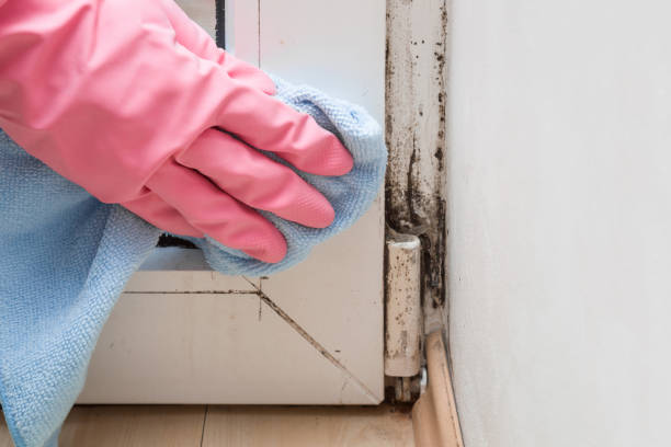 Best HVAC Mold Remediation in Morrisonvle, IL